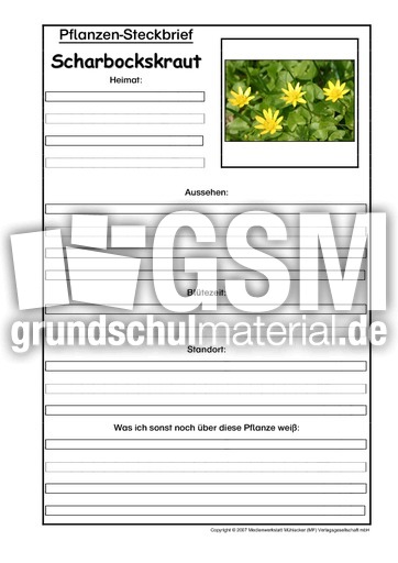 Pflanzensteckbrief-Scharbockskraut.pdf